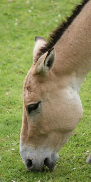 Asiatischer Esel - Equus hemionus — Stockfoto