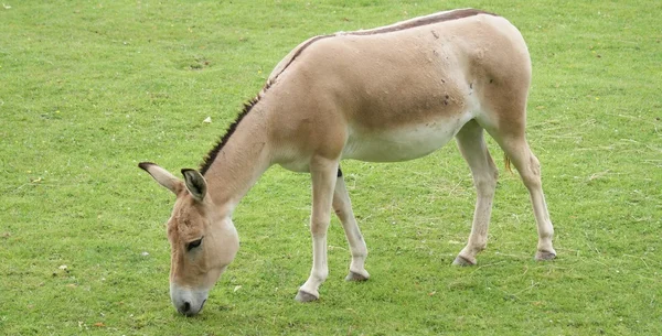 Onager (ezelsoort) - equus hemionus — Stockfoto