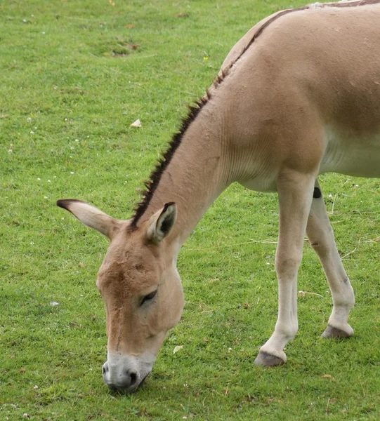 Onager - Equus hemionus — Foto de Stock