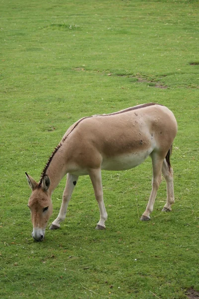 Onager (ezelsoort) - equus hemionus — Stockfoto