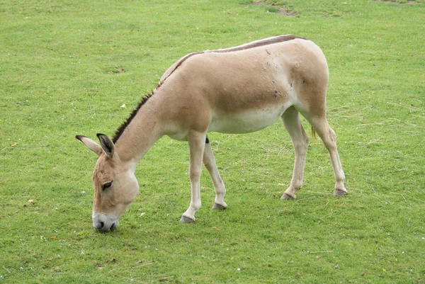 Onager (ezelsoort) - equus hemionus — Stockfoto