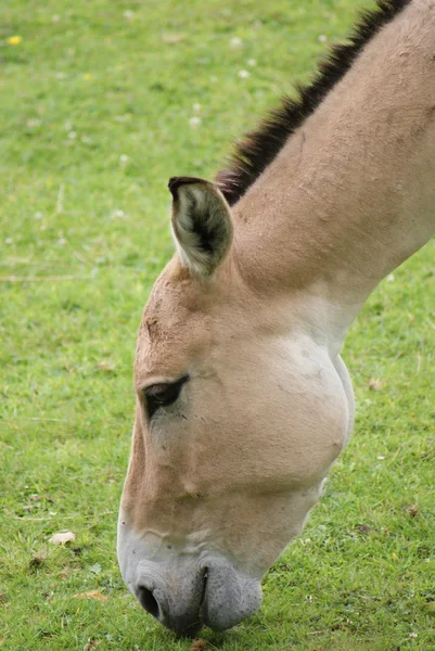 Asiatischer Esel - Equus hemionus — Stockfoto