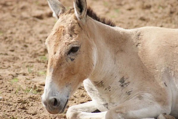 Osioł azjatycki - equus hemionus — Zdjęcie stockowe