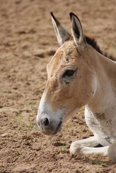 Onager - Equus hemionus — Stock Photo, Image