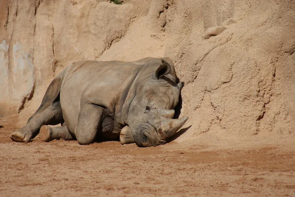 Rhinocéros blanc du Sud - Ceratotherium simum — Photo