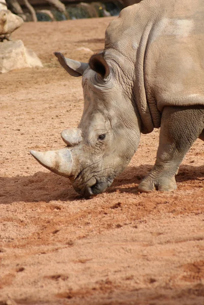 Południowej biały nosorożec - simum simum simum — Zdjęcie stockowe