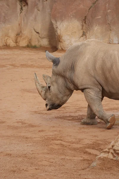 Güneyli beyaz gergedan - ceratotherium simum — Stok fotoğraf