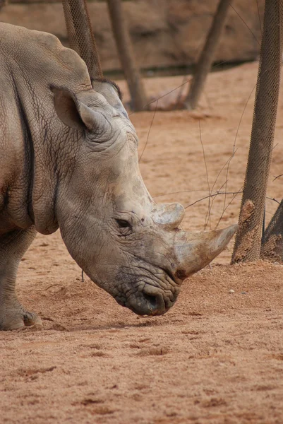 Southern White Rhinoceros - Ceratotherium simum — Stock Photo, Image