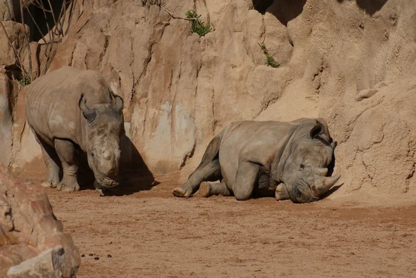 Südliches Breitmaulnashorn - ceratotherium simum — Stockfoto