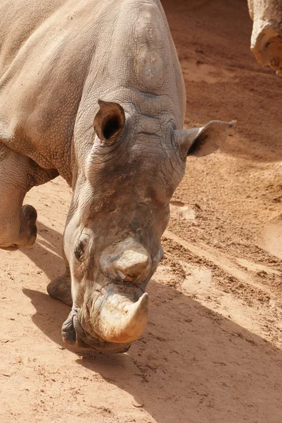 Southern White Rhinoceros - Ceratotherium simum — Stock Photo, Image