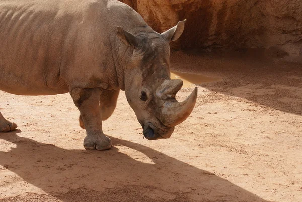 Southern White Rhinoceros - Ceratotherium simum — Stock Photo, Image