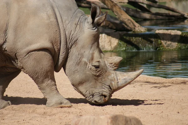 Südliches Breitmaulnashorn - ceratotherium simum — Stockfoto