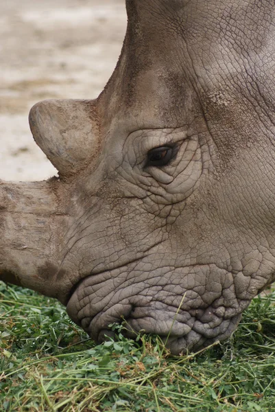 Südliches Breitmaulnashorn - ceratotherium simum — Stockfoto