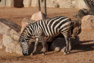 equus quagga boehmi Zebra - Hibeler