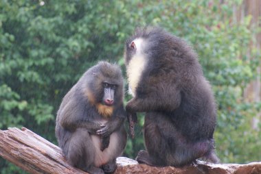 Mandrill'di - mandrillus Sfenks