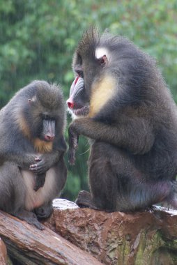 Mandrill'di - mandrillus Sfenks