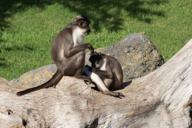 talapoin - miopithecus - yakın çekim yansıma