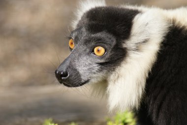 siyah-beyaz Nomascus lemur - varecia variegata