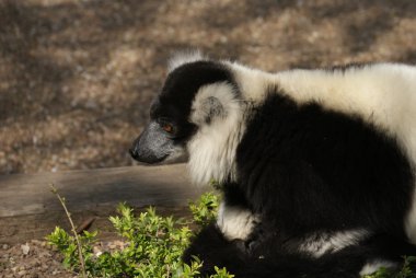 siyah-beyaz Nomascus lemur - varecia variegata