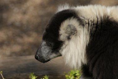 siyah-beyaz Nomascus lemur - varecia variegata