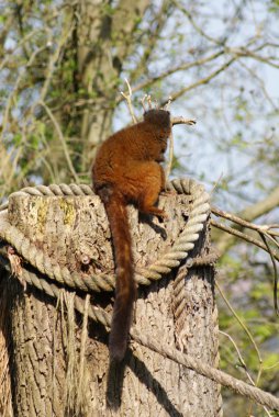 Altın bambu lemur - hapalemur aureus