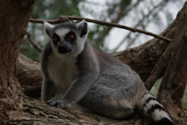 Ring-Tailed Maki - lemur catta