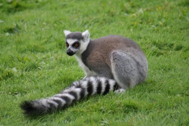 Ring-Tailed Maki - lemur catta