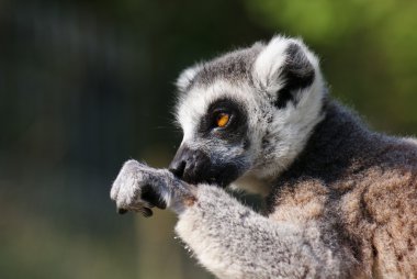 Ring-Tailed Maki - lemur catta