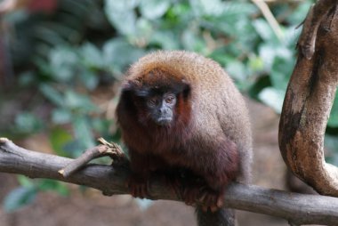 Bakırımsı titi - callicebus cupreus