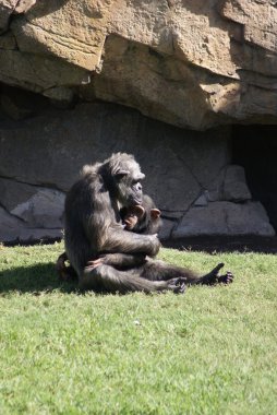 Bayağı şempanze - pan troglodytes