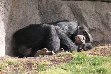 Bayağı şempanze - pan troglodytes
