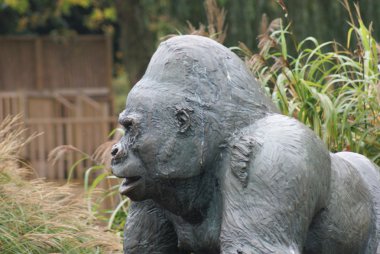 Batı ova goril - gorilla goril goril - gümüş sırtlı