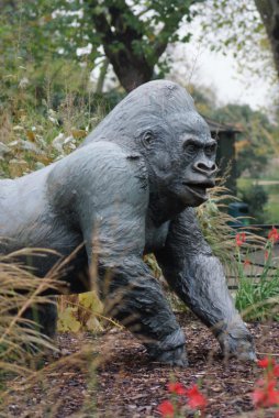 Batı ova goril - gorilla goril goril - gümüş sırtlı