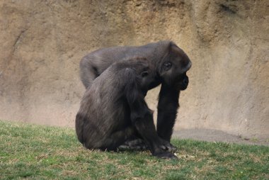 Batı ova goril - gorilla goril goril