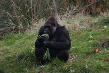 Batı ova goril - gorilla goril goril - gümüş sırtlı