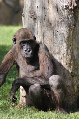 Batı ova goril - gorilla goril goril - gümüş sırtlı