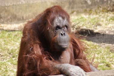 Bornean orangutanı - Pongo pigmaeus