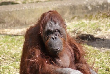 Bornean orangutanı - Pongo pigmaeus