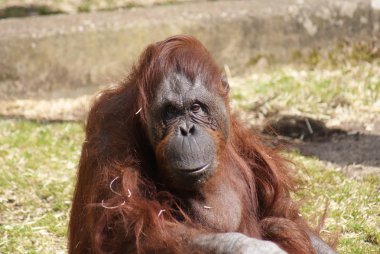 Bornean Orangutan - Pongo pygmaeus clipart