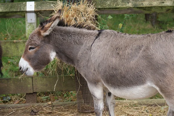 Donkey - Equus africanus asinus — Stockfoto