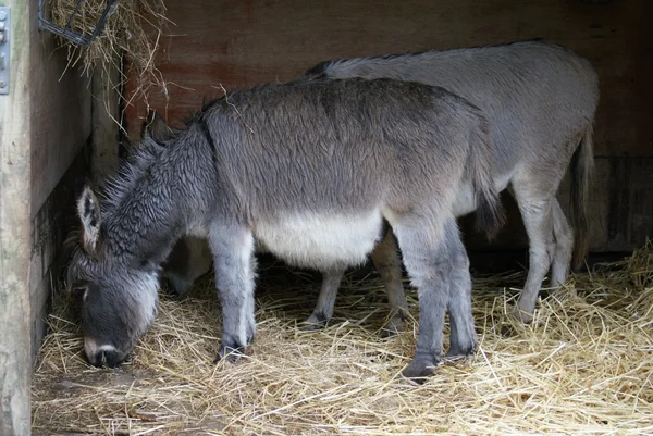 Szamár - Equus africanus asinus — Stock Fotó