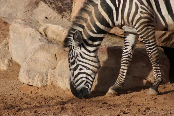 Grant'ın Zebra - Equus quagga boehmi — Stok fotoğraf