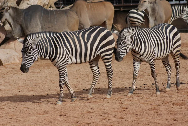 Grants Zebra - Equus quagga boehmi — Stock Photo, Image