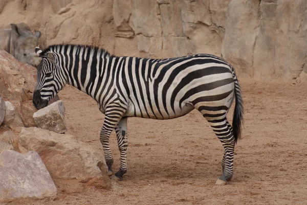 Gewährt Zebra - equus quagga boehmi — Stockfoto
