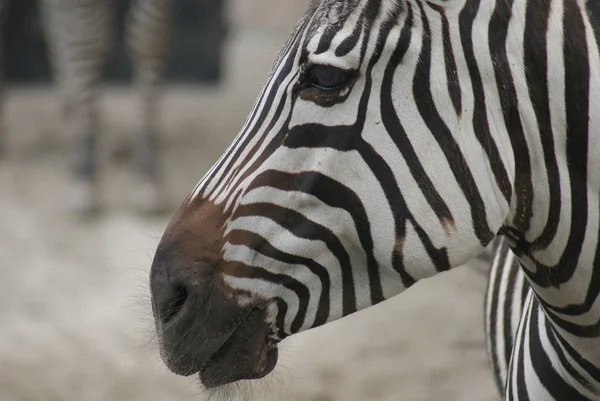 Gewährt Zebrastreifen — Stockfoto