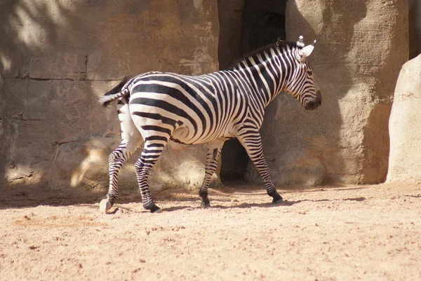 Gewährt Zebrastreifen — Stockfoto