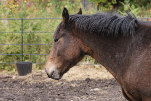 Gedomesticeerde paard - equus ferus caballus — Stockfoto