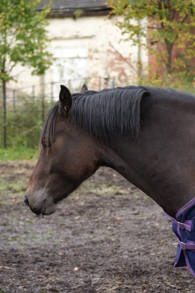 Gedomesticeerde paard - equus ferus caballus — Stockfoto