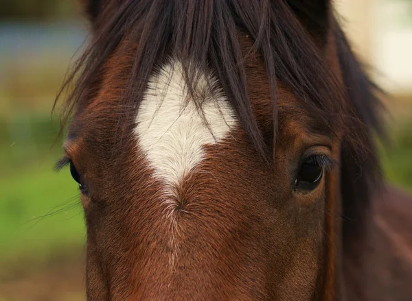 Cavalo doméstico - Equus ferus caballus — Fotografia de Stock