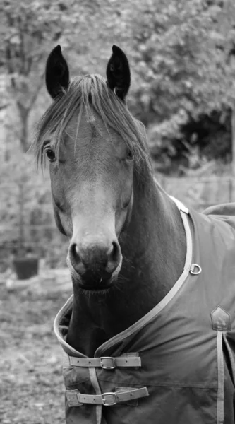 Gedomesticeerde paard - equus ferus caballus — Stockfoto